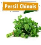 PERSIL CHINOIS