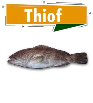 THIOF AU FOUR